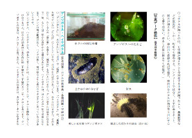おちあいほたる